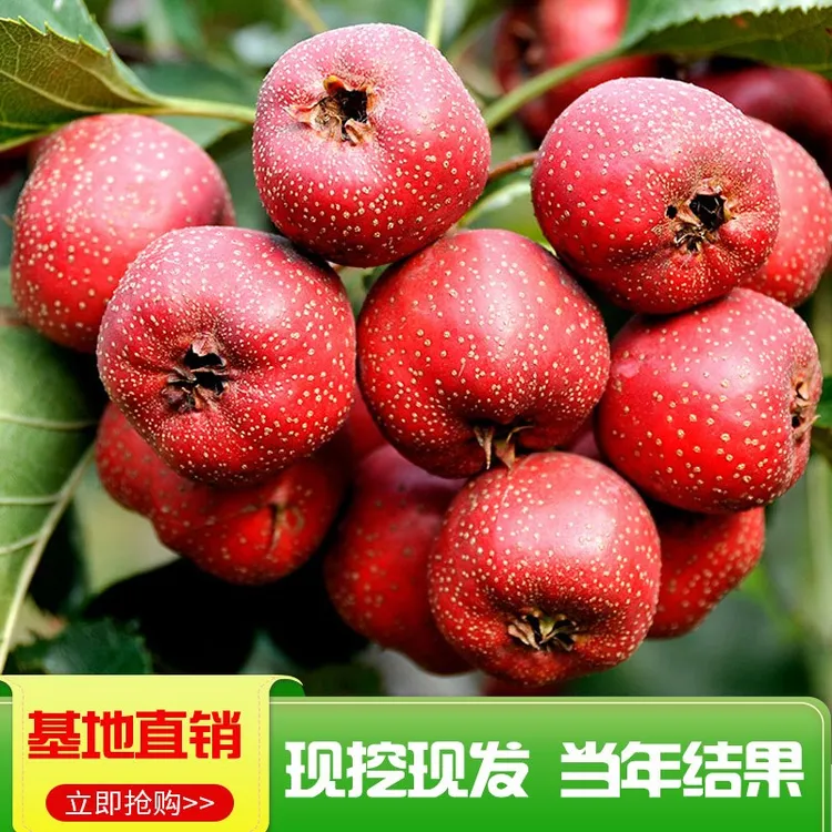 山楂树苗山楂树地栽苗甜红籽果树苗庭院盆栽地载苗山楂苗南方种植