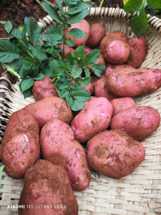 云南红皮黄心土豆/高原农家种植/现挖/饱腹粗粮当季新鲜蔬菜