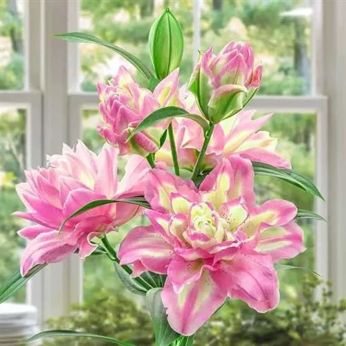 重瓣向日葵香水百合花种球四季好养活花苗花卉植物进口百合球根