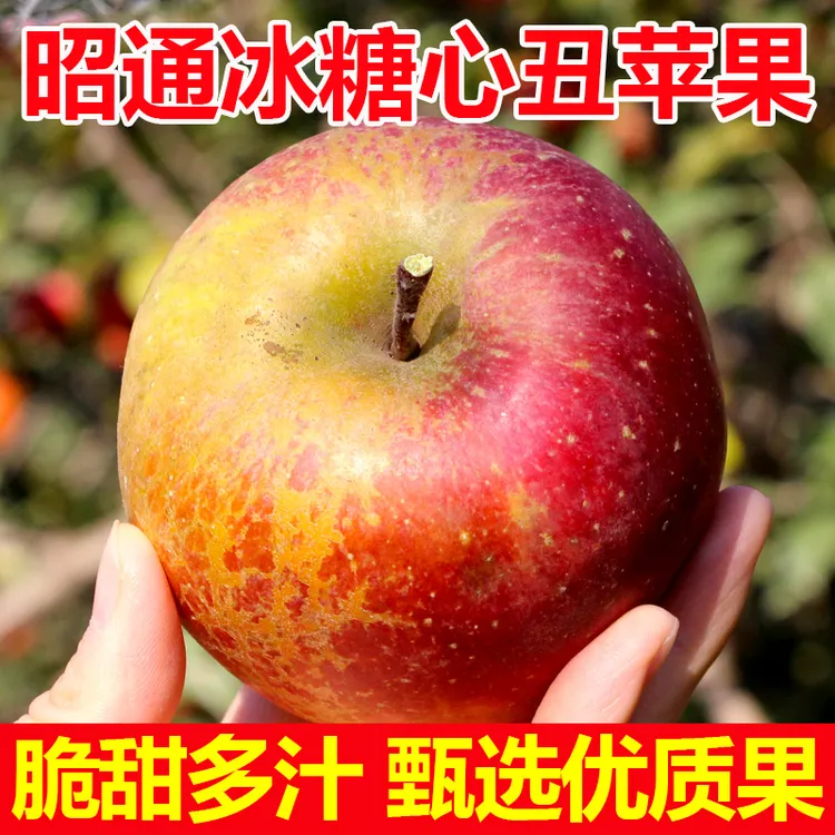 云南昭通冰糖心丑苹果脆甜当季苹果现摘新鲜水果整箱2/5斤现货
