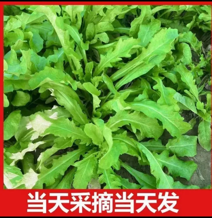 25年新鲜头茬荠菜河南地菜荠荠菜野地菜