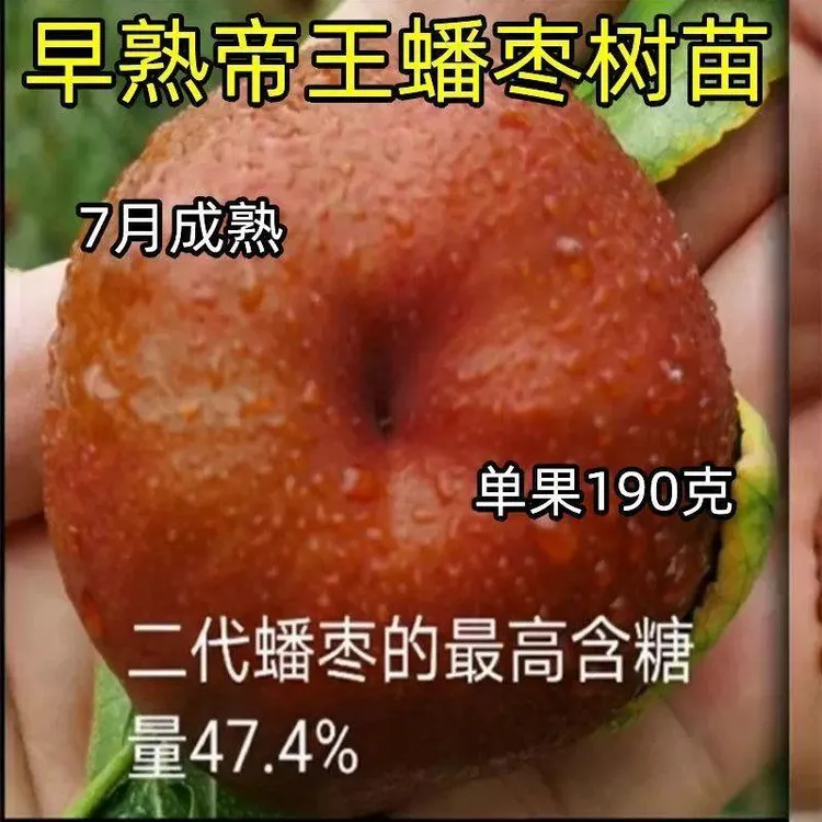 早熟蟠枣树苗种枣树苗嫁接特大耐寒盆栽地栽南北种植当年结果