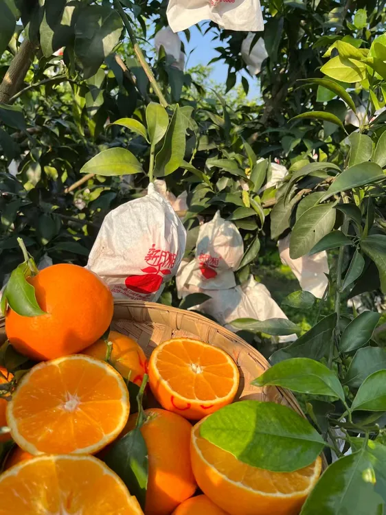 【只发新疆1】四川爱媛38号果冻橙新鲜采摘香甜多汁应季水果