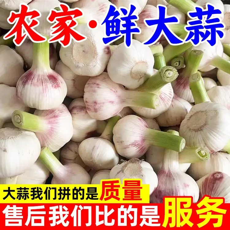 正宗山东红白皮鲜蒜嫩蒜可以淹糖醋蒜杂交大蒜生吃烧烤便宜大蒜