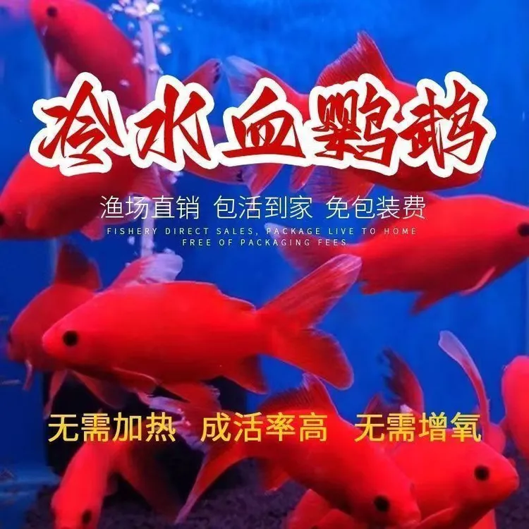 淡水鱼血鹦鹉鱼观赏鱼北方冷水水产观赏活体冷水血鹦鹉鱼冷水鱼