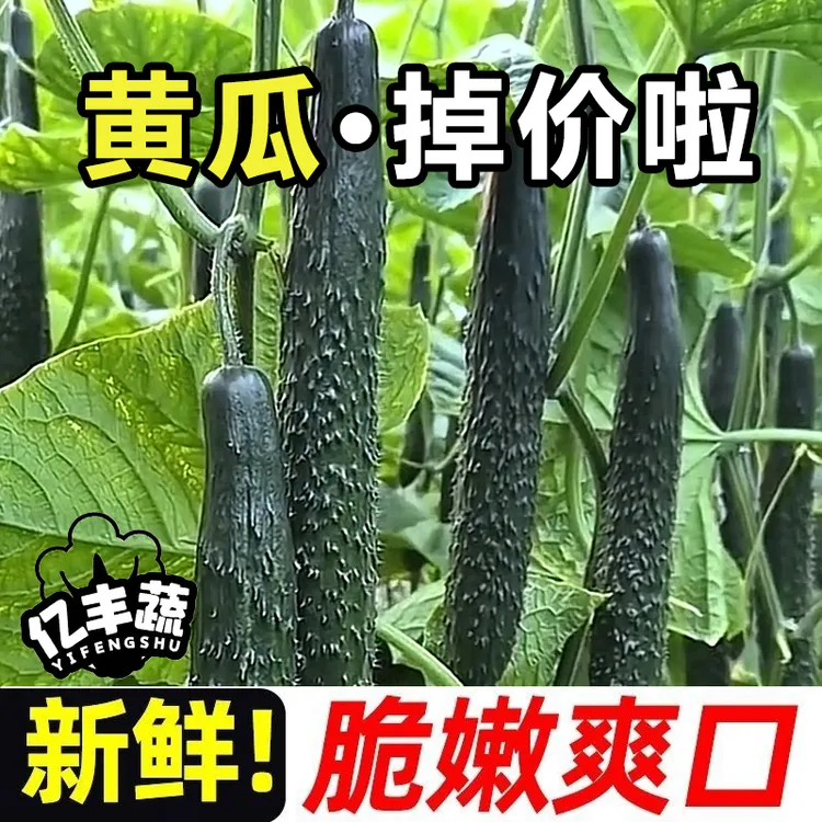 农家自产自销新鲜黄瓜  生吃清脆 清香好吃 顺丰包邮