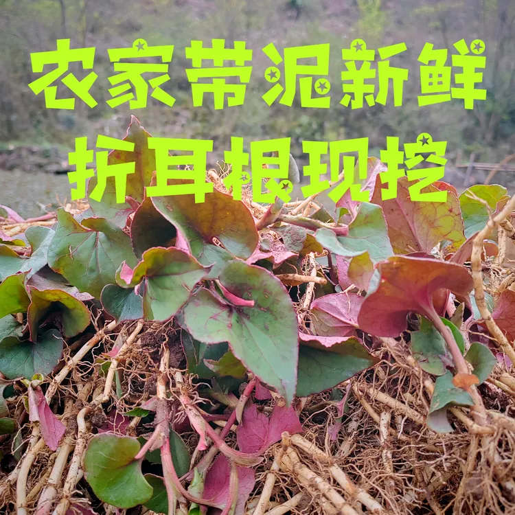 贵州农家鱼腥草新货新鲜折尔根嫩根中药材贵州节节根凉拌蔬菜