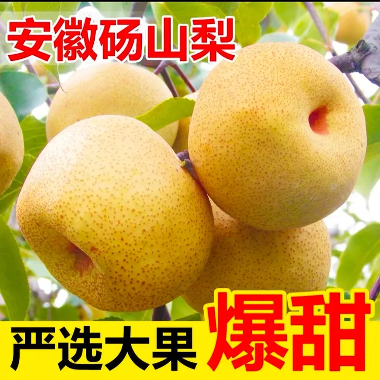 正宗砀山酥梨新鲜水果多汁酥脆皮薄味美当季梨子