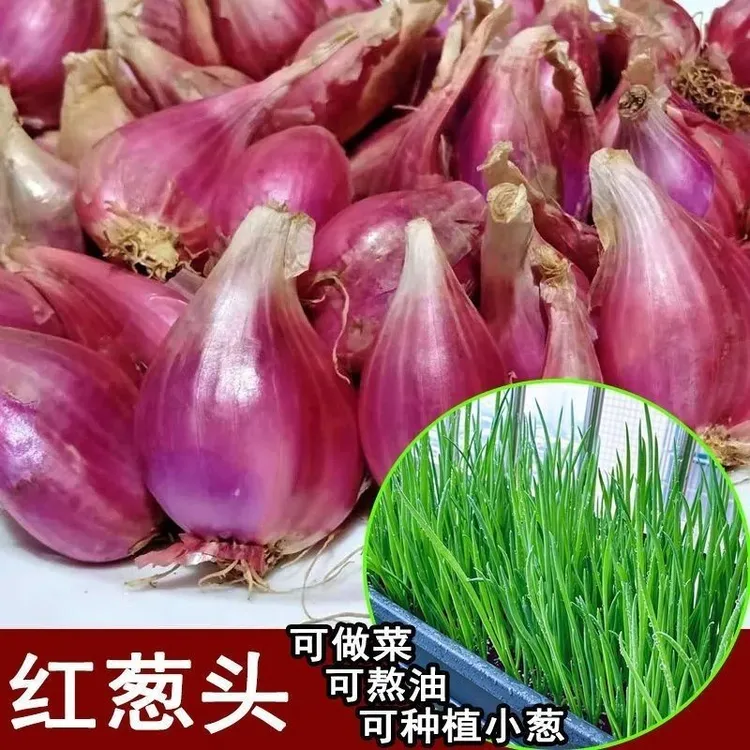 正品四季小香葱耐热耐高温蔬菜苗四季种植香葱苗阳台种植蔬菜种子