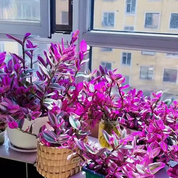 超大冠幅油画婚礼吊兰盆栽好养耐旱室内外绿植花卉