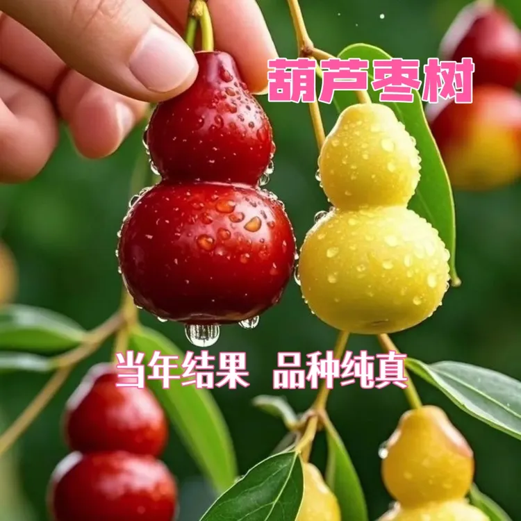葫芦枣树苗新品种大果脆甜盆栽地栽南方北方种植枣树苗大全