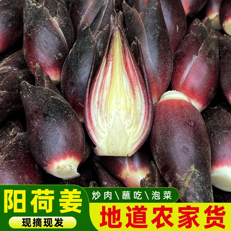 贵州农家新鲜阳荷姜 农家现摘现发时令季节生鲜蔬菜包邮