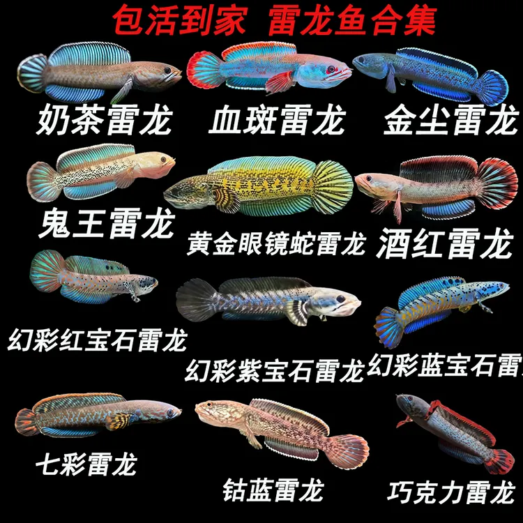 进口雷龙鱼奶茶酒红七彩巧克力血斑黄金眼镜蛇鬼王金尘活体观赏鱼
