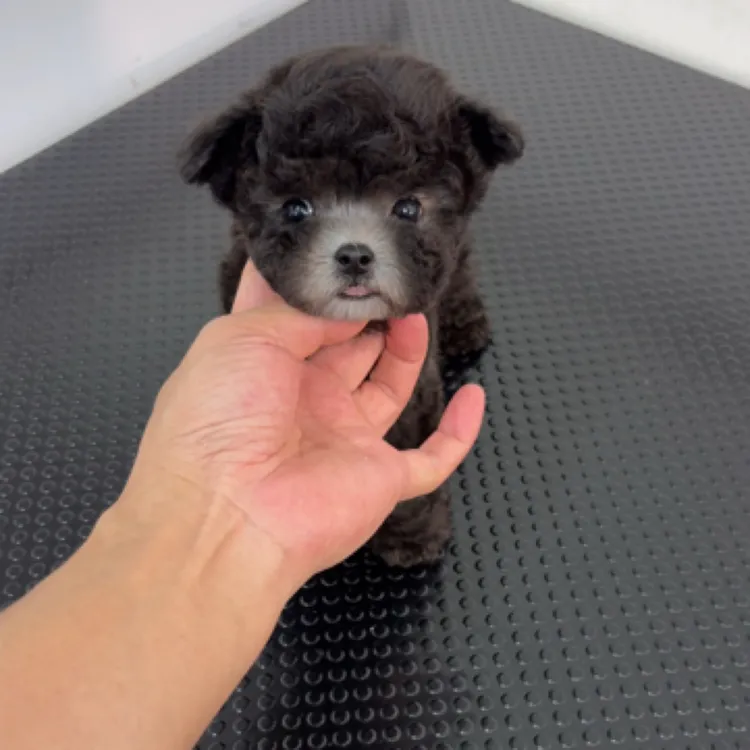 伴侣犬灰灰超小体灰泰迪