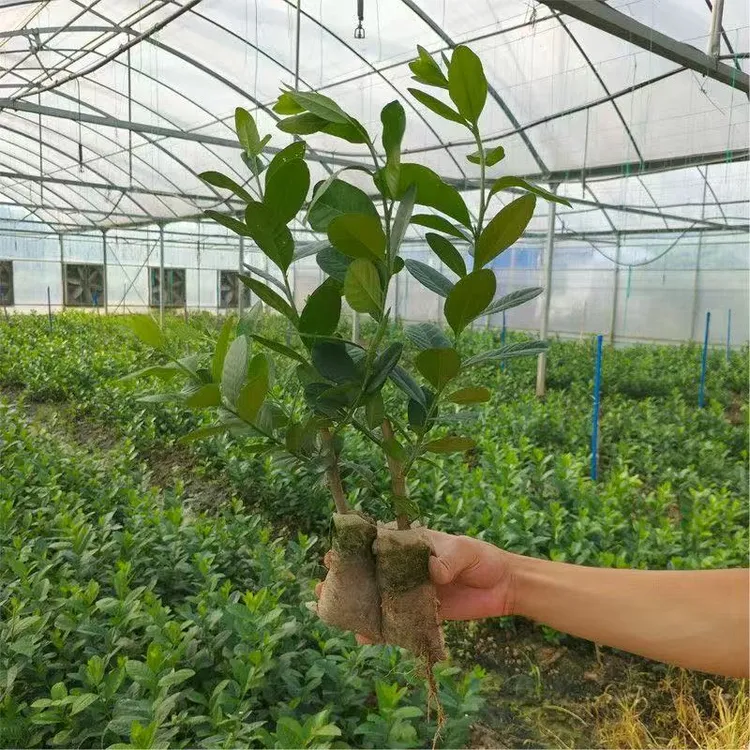 无籽柠檬树苗四季结果香水柠檬果树苗盆栽地栽庭院种植甜柠檬树苗