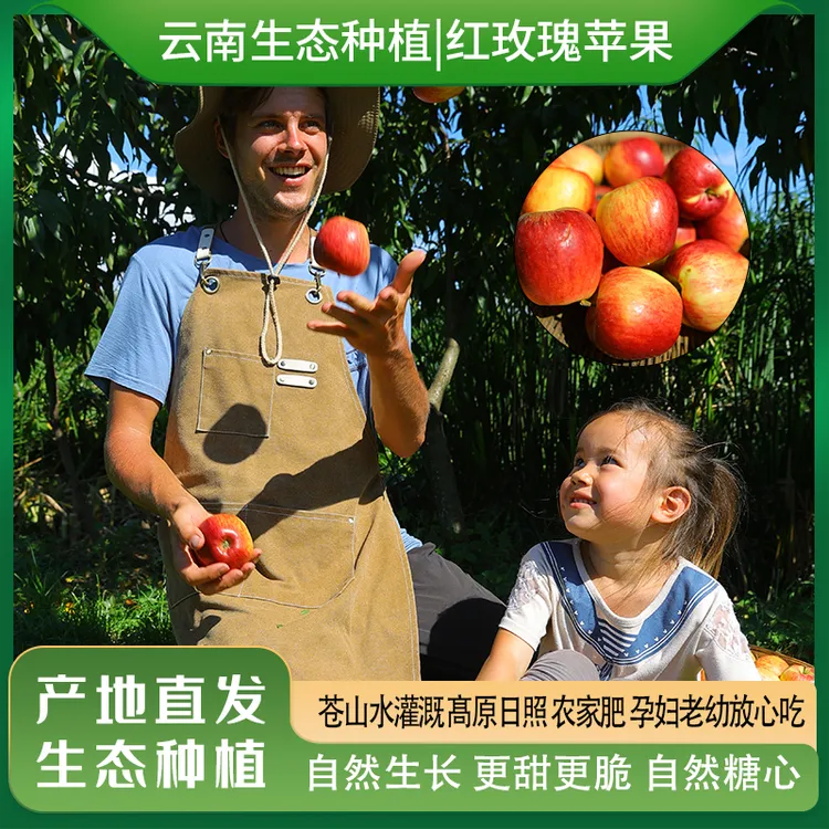 瑞典奶爸在大理｜生态红玫瑰苹果现摘现发不打药现摘不打蜡5斤甜脆