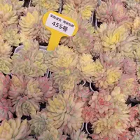 455号 女雏锦群生一个