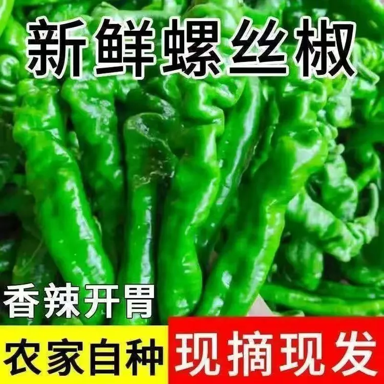 （特价5斤）新鲜正宗露天螺丝椒香辣山东原产地直销现摘现发