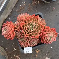 131杂交精品基地20厘米