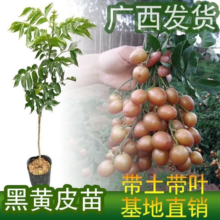 【包邮】广西黑黄皮苗纯甜嫁接无核黄皮树苗南方种植盆栽地栽新鲜