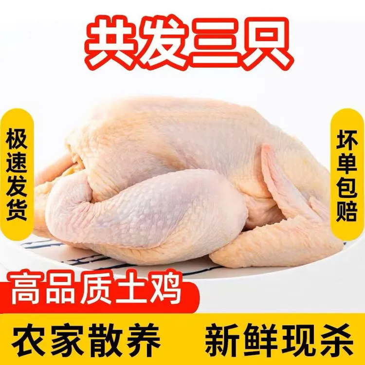 A【拍两只送1只】3只三黄鸡农家散养土鸡老母鸡整只笨鸡月子鸡3只