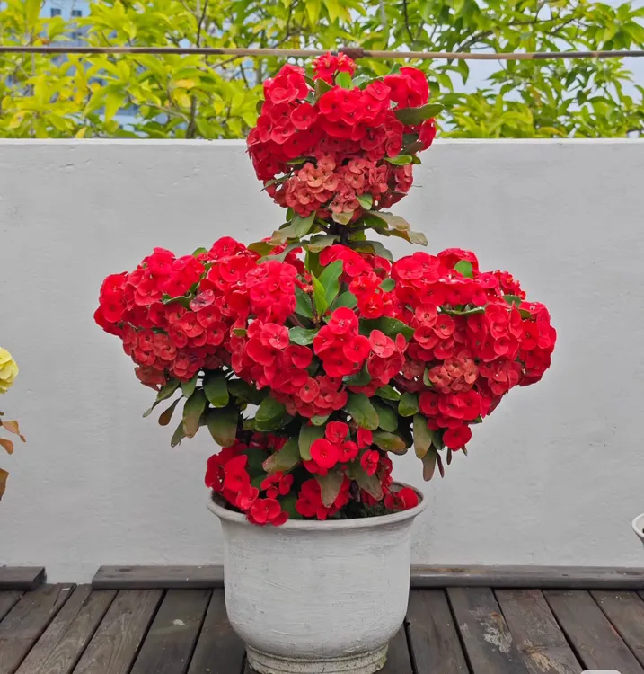 爆款大花大叶重瓣虎刺梅卧室户外花朵重瓣大花虎刺梅直播卖花