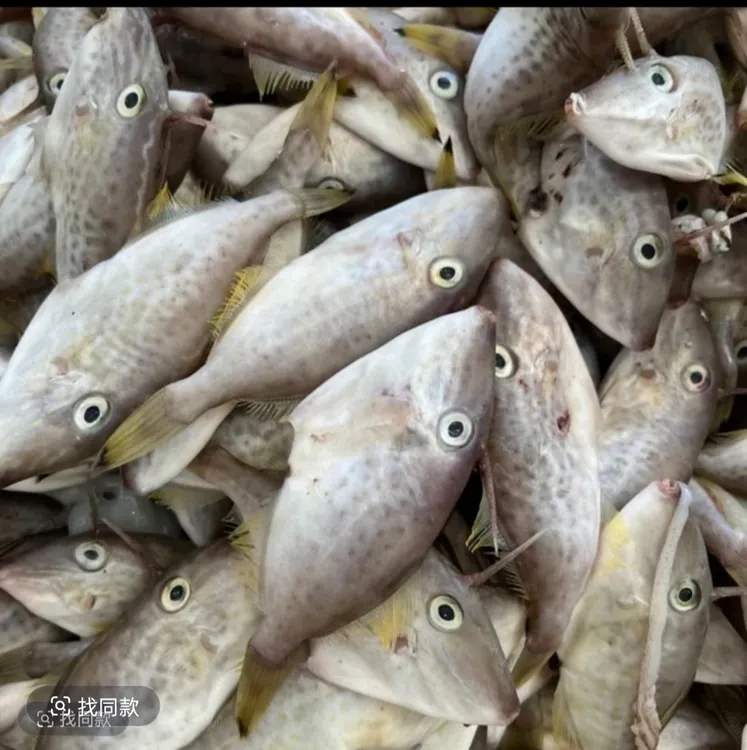 惠来神泉港剥皮鱼（长特17-18条左右）本港鱼船浅海捕捞，肉质更加香