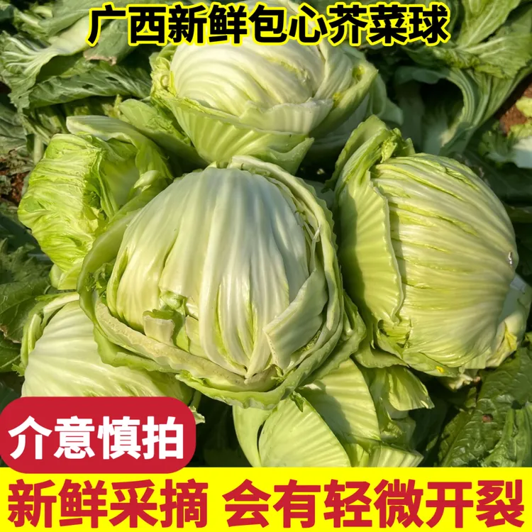 【农家直发】广西新鲜农家芥菜球正宗卷芯包心芥菜可泡酸菜潮州大菜
