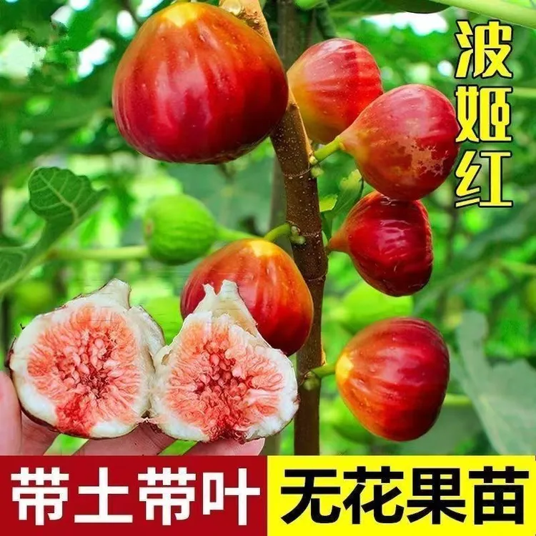无花果树苗带叶带土耐寒可盆栽地栽南北方种植当年结果