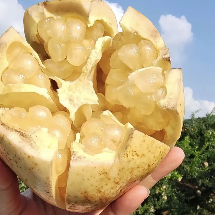 怀远白花玉石籽石榴新鲜采摘