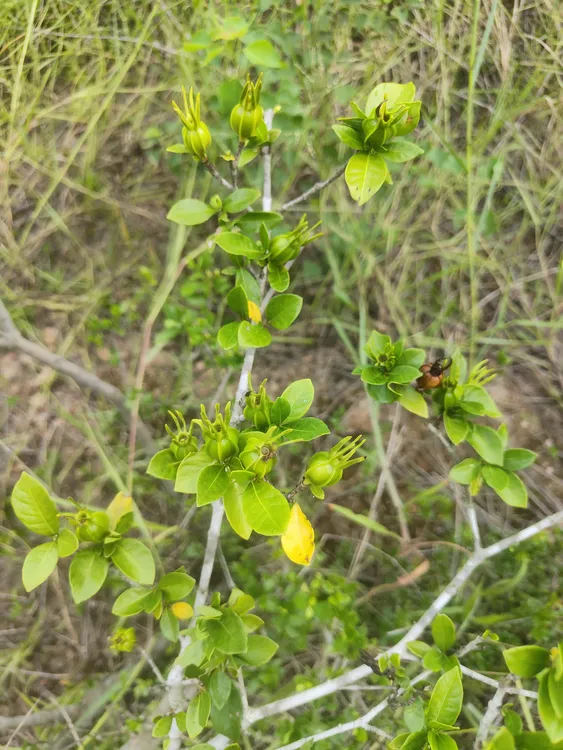 野生新鲜黄栀子头栀子果泡茶卤肉上色自然野山药果