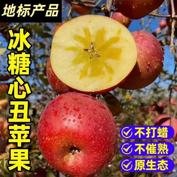 高山冰糖心苹果贵州丑苹果威宁冰糖心脆甜孕妇水果薄皮苹果