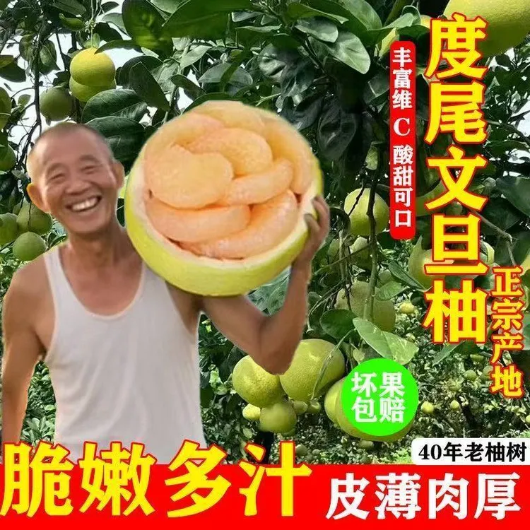 【火爆】福建度尾文旦柚子无孔红柚新鲜当季现摘孕妇应季时令开柚器