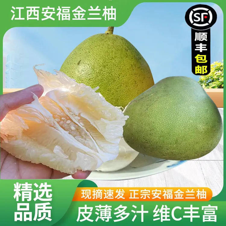 顺丰包邮正宗安福蚕子柚新鲜柚子高山老树金兰柚井冈蜜柚产地直发