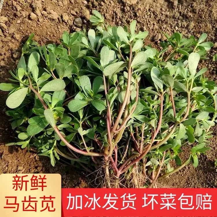 马齿苋菜新鲜现挖蚂蚁菜马蜂菜马芷菜五行草加冰发货1斤绿色挑选