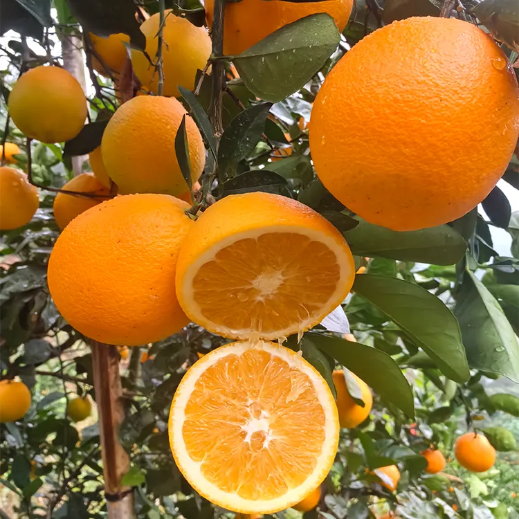 【京东发货】江西赣南脐橙4.5/9斤彩箱装 肉嫩多汁 香甜馥郁