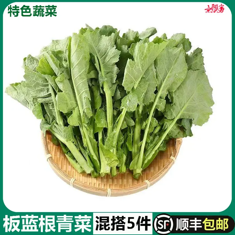 新鲜板蓝根青菜500g食用菘油一号白灼清炒清甜爽口酒店特色蔬菜心
