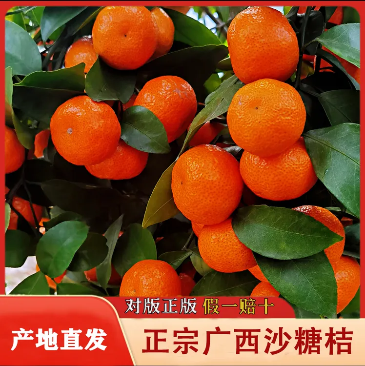 正宗广西无籽沙糖桔 杯苗/土球苗 阳台庭院种植盆栽地栽嫁接苗