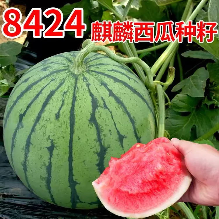 早佳8424西瓜种籽大西瓜麒麟小盆栽种子种植阳台四季蔬菜瓜果种孑