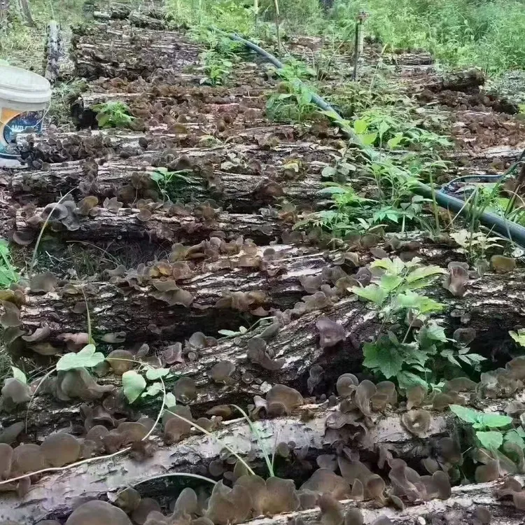 春椴木耳不打药不增重