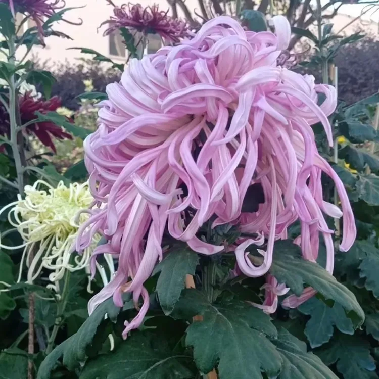 盘龙胜景好养耐寒菊花苗盆栽适合庭院阳台室内种植