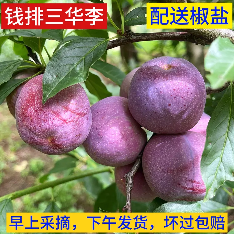 正宗信宜钱排三华李新鲜应季水果酸甜脆爽