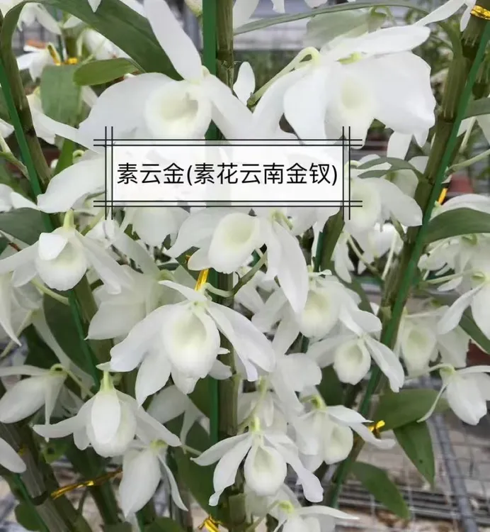 永祥兰艺 金钗系列 云南金钗 赤水金钗 素金钗 板植盆栽
