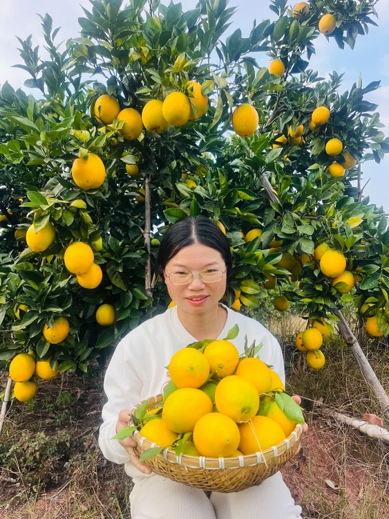 (京东快递）江西赣州正宗赣南脐橙信丰当季水果老人小孩孕妇甜橙子