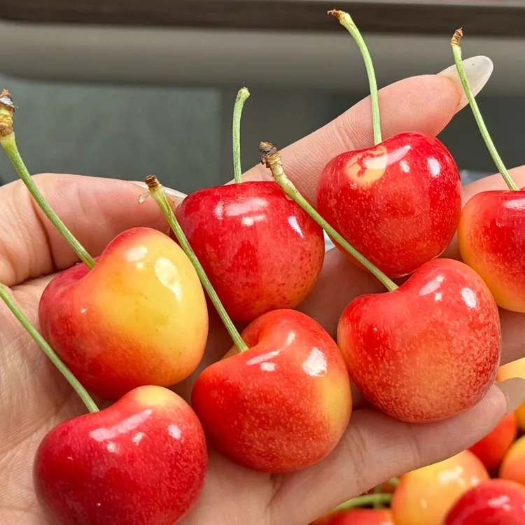 智利空运斯凯拉雷九头鸟金车厘子脆甜2J3J4斤顺丰包邮 内附果径卡