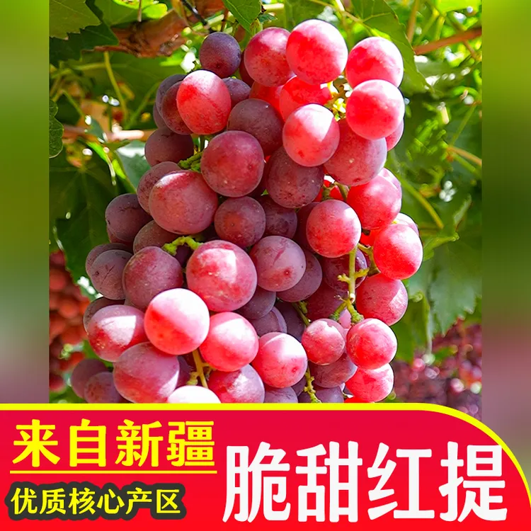 新疆红提新鲜红葡萄当季水果应季现摘皮薄汁多味甜有籽非克伦生