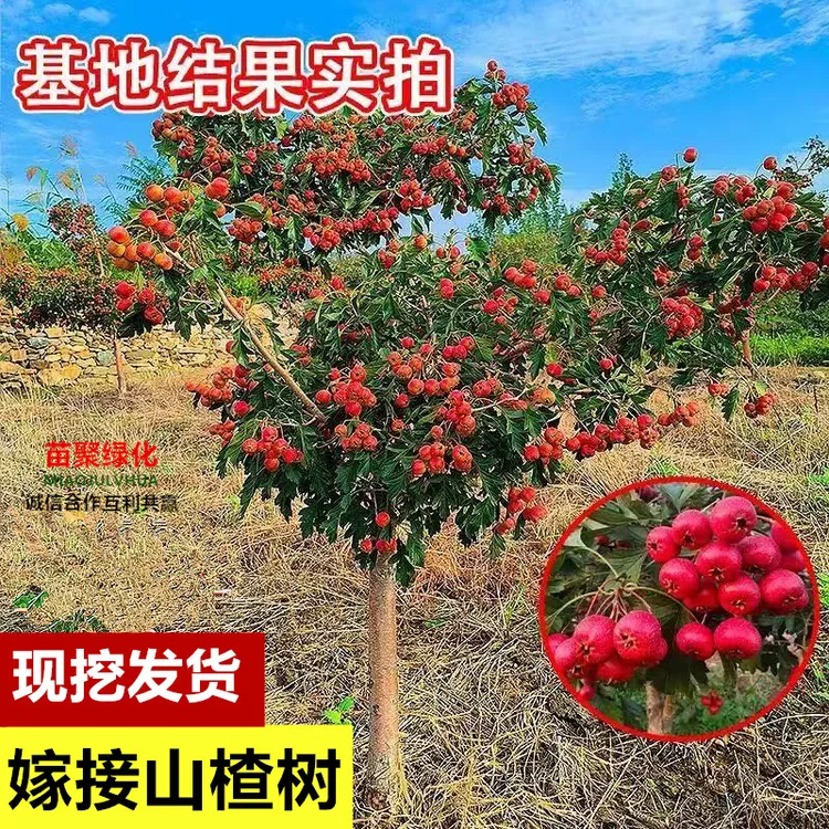 山楂树苗嫁接新品种大金星甜红子山楂盆栽地栽南北方种植当年结果