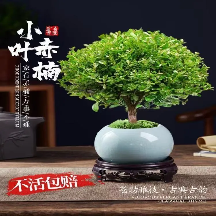 【小叶赤楠】基地直发盆栽办公室内绿植摆件鲜活绿植花卉小盆景花盆