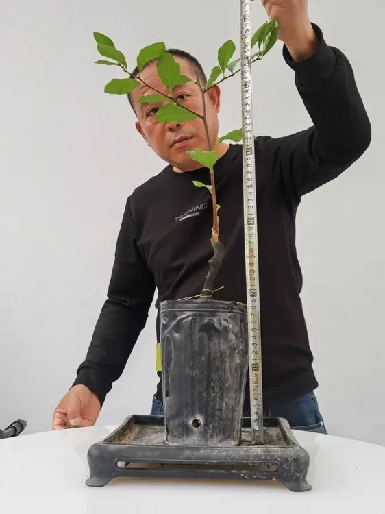 国庆福利  金弹子老鸭柿嫁接（三角王）庭院盆栽地栽当年结果包对版