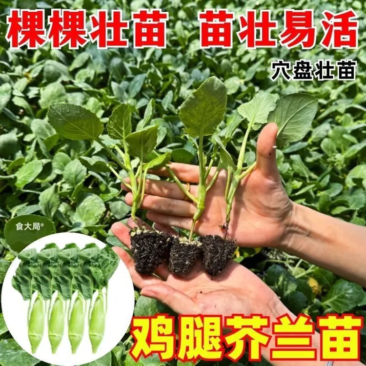 鸡腿芥兰秧苗甜脆芥蓝苗秋冬露天种植阳台庭院蔬菜秧苗新鲜发货